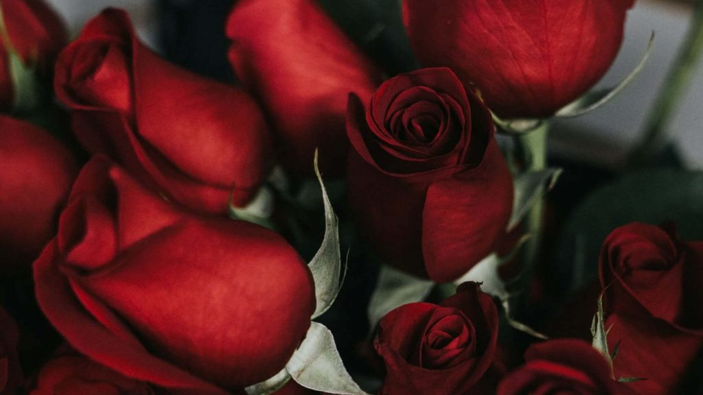 Vorschaubild: Rosen für Angela Davis